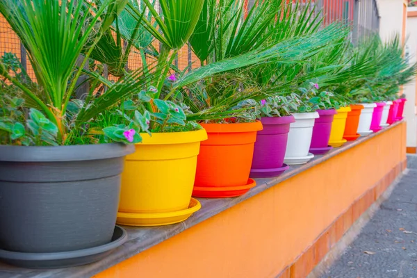 Palm trees in color pots in front of the house. — Stock Photo, Image