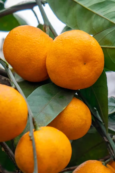 Fresh organic, orange tangerine tree. Healthy fruit.