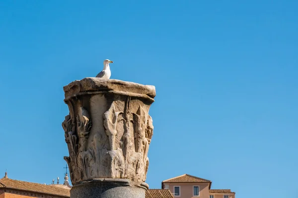 Gaviota descansa sobre una histórica columna de mármol en Roma . — Foto de Stock