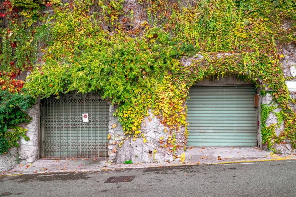 Planta en la pared de casas privadas en Amalfi. Italia . — Foto de Stock