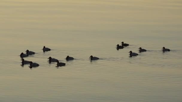 Pato Nadando Agua Aves Naturaleza — Vídeos de Stock