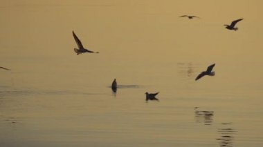 Martılar suyun üzerinde uçuyor, kuşlar, doğa