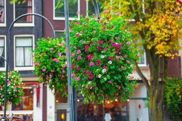 Амстердам, мост украшен кустом красивых декоративных цветущих растений — стоковое фото