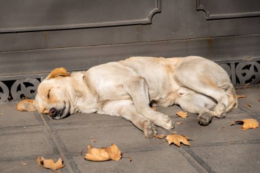 sokakta uyuyan evsiz sokak köpeği