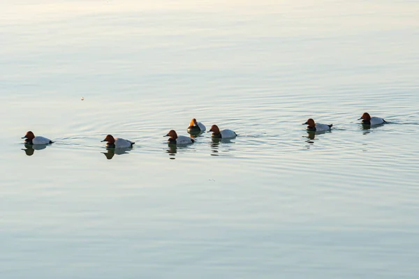 Ducks swiming in Caspian Sea, Baku, Nature