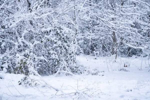 Деревья, покрытые снегом в парке Шекветили. Грузия . — стоковое фото