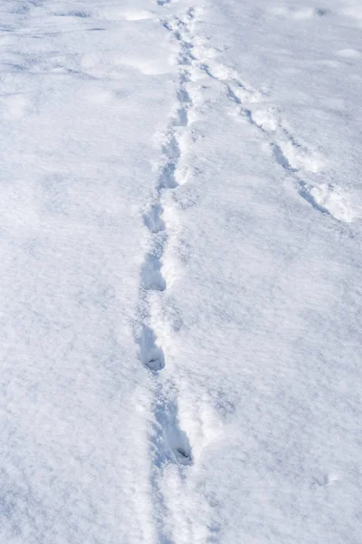 新鮮な深い雪の中で犬の足跡 — ストック写真