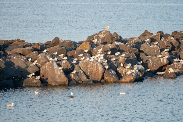 Muchas gaviotas sentadas en las rocas de piedra en el mar — Foto de Stock
