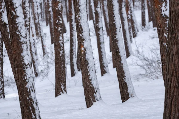 Снег над деревьями и соснами в Сурами, лес — стоковое фото