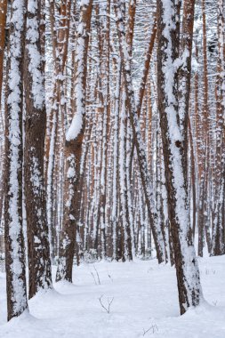 Snow over the spruces and pines in Surami, forest