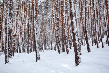 Snow over the spruces and pines in Surami, forest
