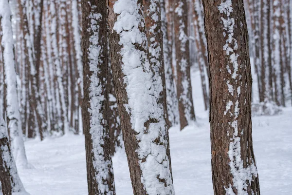Nieve sobre los abetos y pinos en Surami, bosque — Foto de Stock