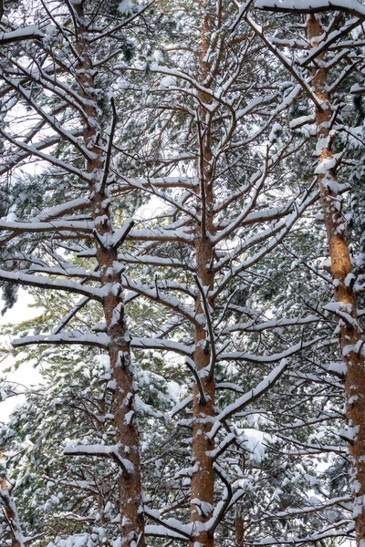 Snow over the spruces and pines in Surami, forest — Stockfoto