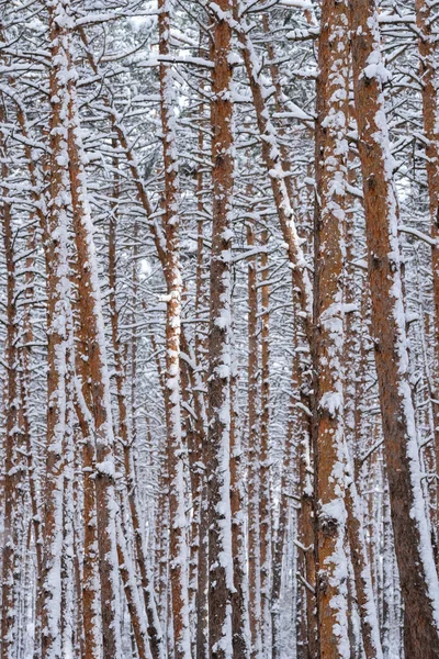 Снег над деревьями и соснами в Сурами, лес — стоковое фото