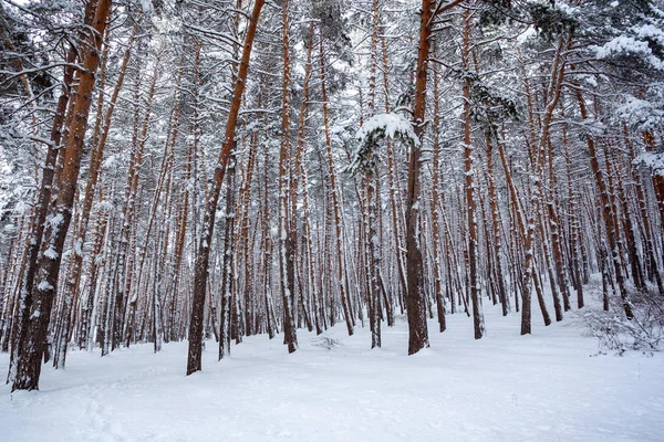Снег Над Деревьями Соснами Сурами Сосновый Лес — стоковое фото