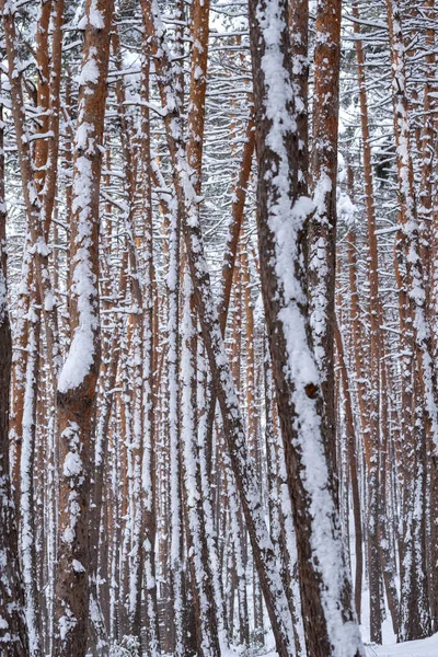 Snow Spruces Pines Surami Pine Forest — Stock Photo, Image