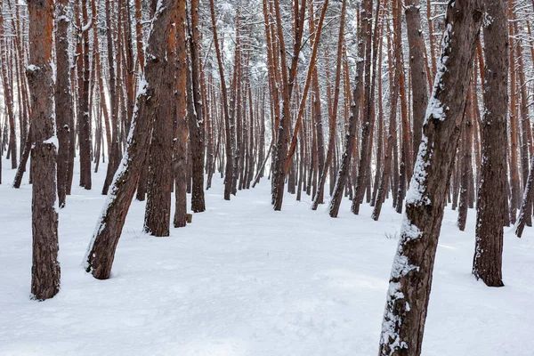 Снег Над Деревьями Соснами Сурами Сосновый Лес — стоковое фото