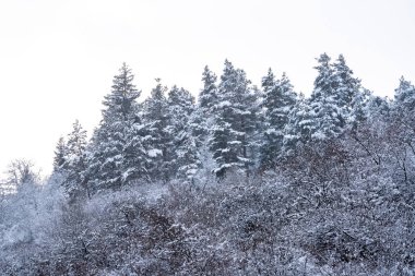 Bakuriani, Gürcistan 'da çam ağaçları karla kaplandı. Kış manzarası