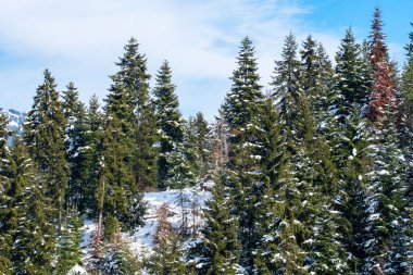 Bakuriani, Gürcistan 'da çam ağaçları karla kaplandı. Kış manzarası