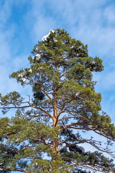 과푸른 하늘을 배경으로 눈덮인 소나무 — 스톡 사진