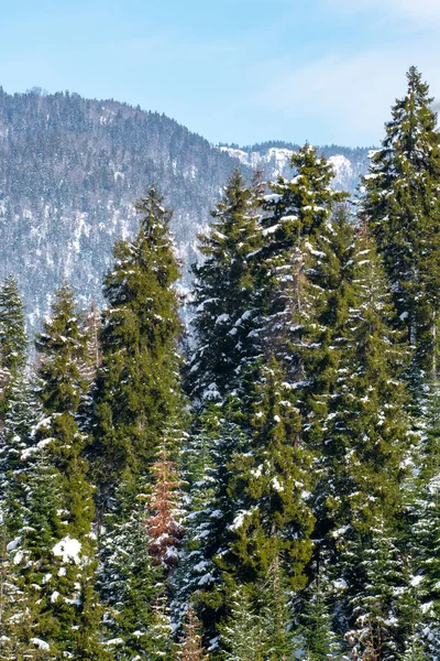ジョージア州バクリアーニ 自然の中で松の木の森を覆った 冬景色 — ストック写真