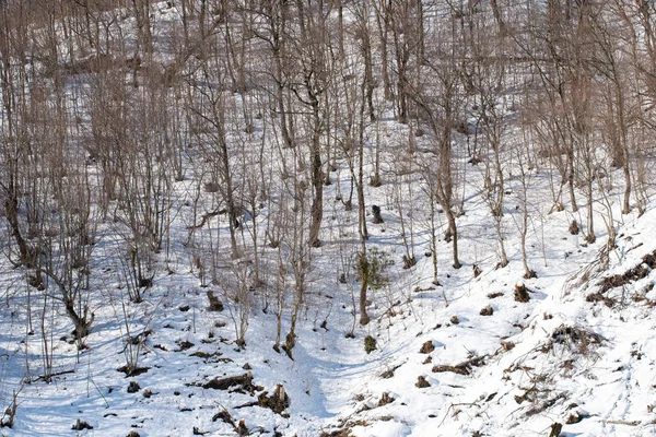 Деревья Холме Зимнее Время Зимний Пейзаж Грузия — стоковое фото