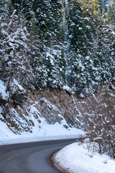 コーカサス山脈の森の中の道路 冬の雪と松 ジョージア州バクーリアニへの道 — ストック写真