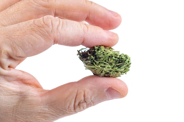 Man Hand Holding Bunch Dried Marijuana Buds Isolated White Background — Stock Photo, Image