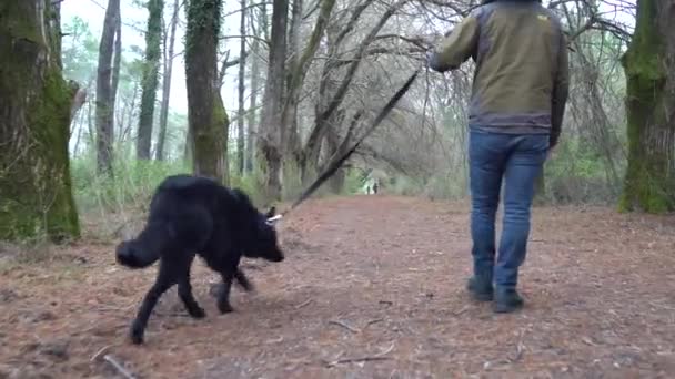 Berger Allemand Son Propriétaire Marchent Dans Parc Poti — Video