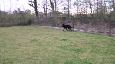 Alman çoban köpeği sahibiyle birlikte özel bir bahçede oynuyor.
