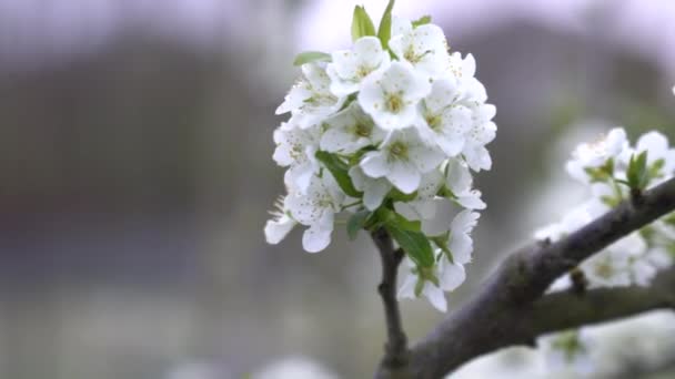 Blossoming Cherry Flowers Spring Time Macro — Stock Video