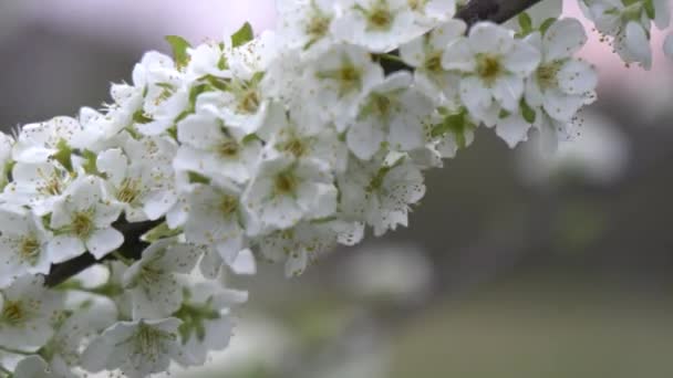 Bahar Zamanı Kiraz Çiçeklerinin Açması Makro — Stok video