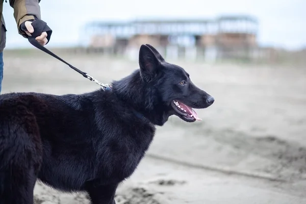 Deutscher Schäferhund Und Sein Besitzer Spazieren Ufer Des Schwarzen Meeres — Stockfoto