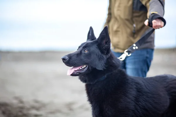Deutscher Schäferhund Und Sein Besitzer Spazieren Ufer Des Schwarzen Meeres — Stockfoto