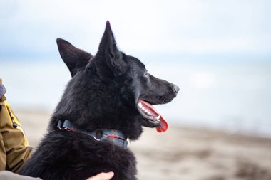 Karadeniz, Poti, Gürcistan 'ın kumlu yığınında Alman Kara Çobanı