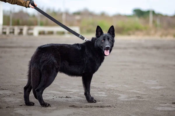 Tyska Black Shepherd Sandbeatch Svarta Havet Poti Georgien — Stockfoto