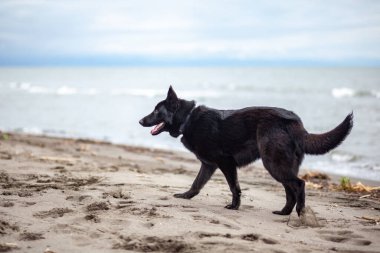 Karadeniz, Poti, Gürcistan 'ın kumlu yığınında Alman Kara Çobanı