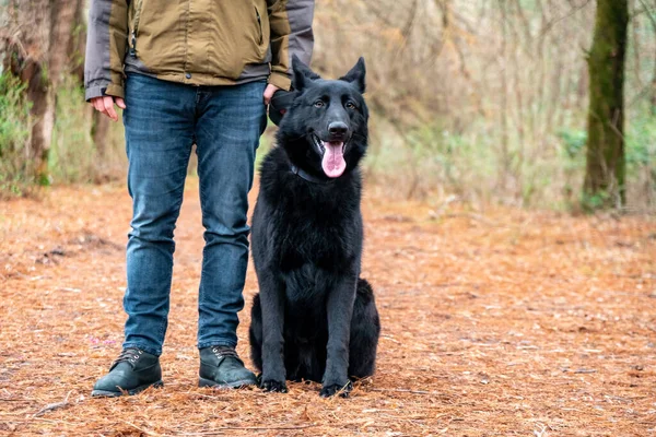 Porträt Eines Schwarzen Schäfers Park Tier — Stockfoto