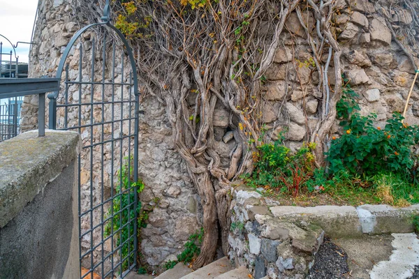 Las Raíces Los Árboles Crecen Largo Pared Ladrillo Naturaleza — Foto de Stock