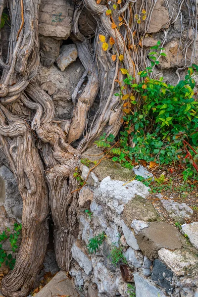 Wortels Van Bomen Groeien Langs Bakstenen Muur Natuur — Stockfoto