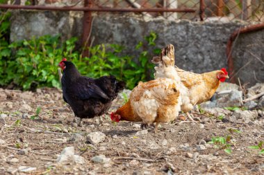 Kırsal alanda yeşil çimlerin üzerinde sağlıklı tavuklar. Hayvan.
