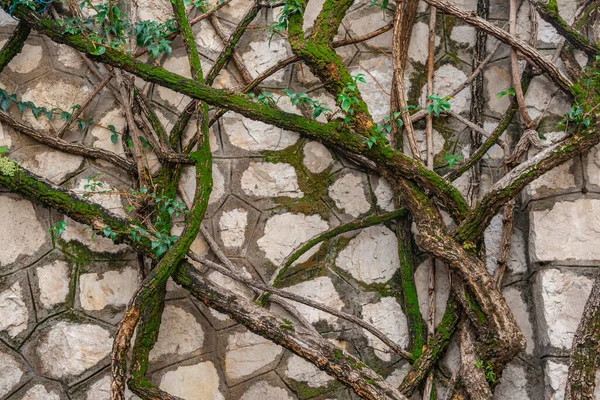 Die Wurzeln Der Bäume Wachsen Entlang Der Ziegelmauer Die Natur — Stockfoto