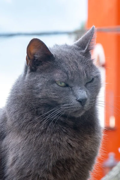 怒っている英国の短髪猫の肖像 国内動物 — ストック写真