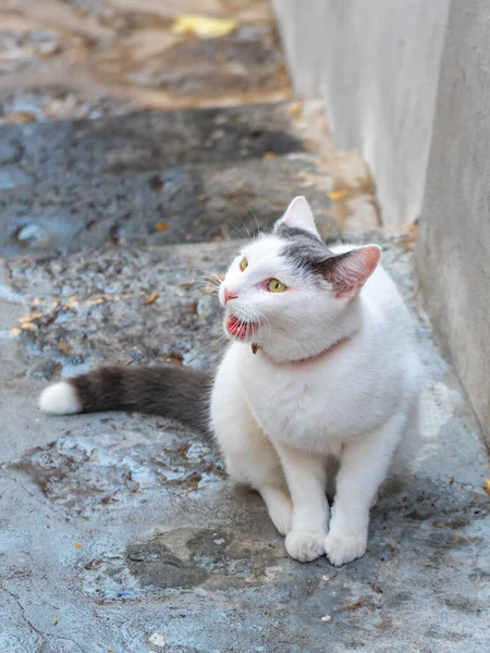 White Cat Sitting Narrow Street Animal — Stock Photo, Image