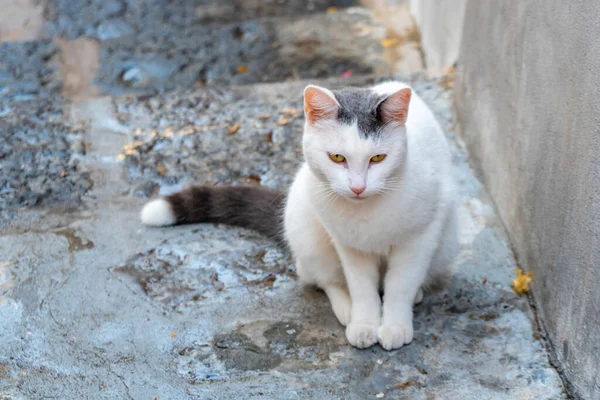 白い猫は狭い通りに座って — ストック写真