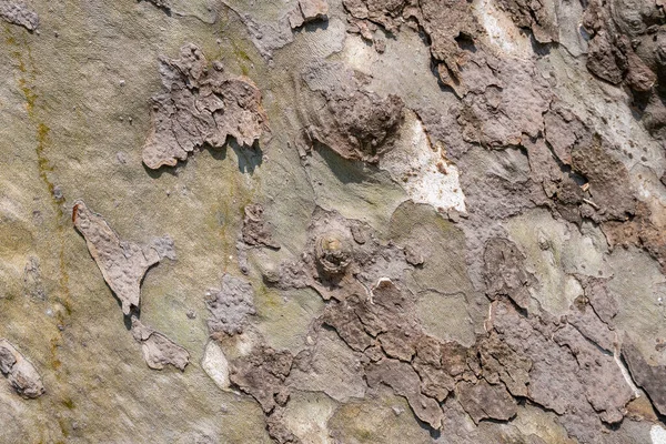 Contexto da casca da árvore plana, textura da casca da árvore plana . — Fotografia de Stock