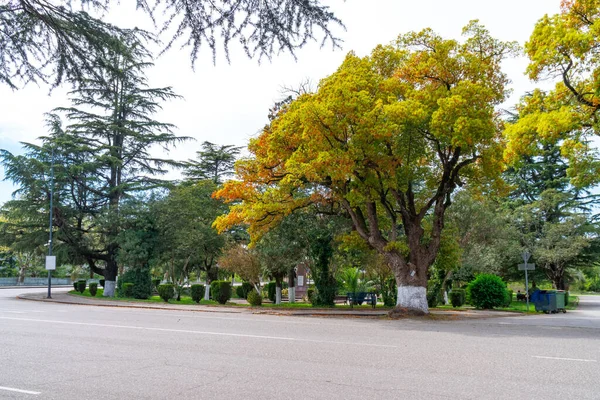 Malý Park Centru Poti Georgii Krajina — Stock fotografie