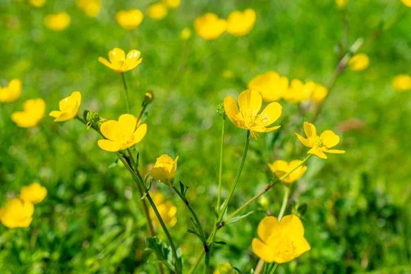 Flor Floreciente Primavera Buttercup Crowfoot Ranunculus Naturaleza —  Fotos de Stock