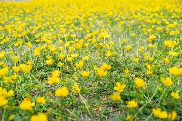 Blooming Flower Spring Buttercup Crowfoot Ranunculus Nature — Stock Photo, Image