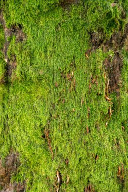Hurma ağacının gövdesinde yetişen küçük yeşil yosunlar.